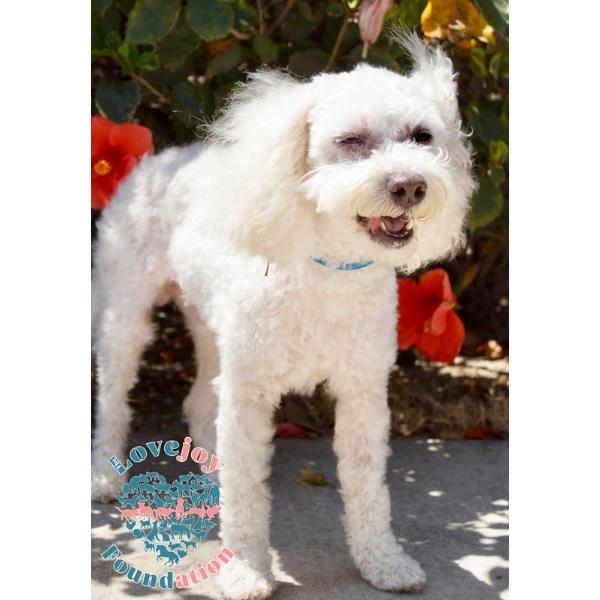 Marshmallow, Adoptable, Adult Male Miniature Poodle.
