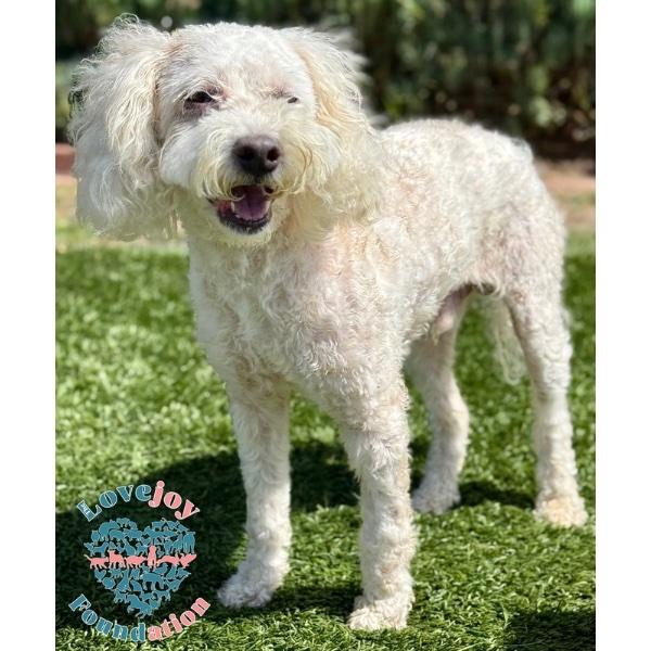 Enlarge Marshmallow, a Adoptable mixed breed in Inglewood, CA image 4/4