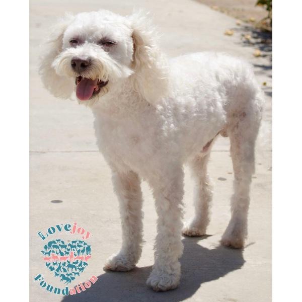 Enlarge Marshmallow, a Adoptable mixed breed in Inglewood, CA image 2/4