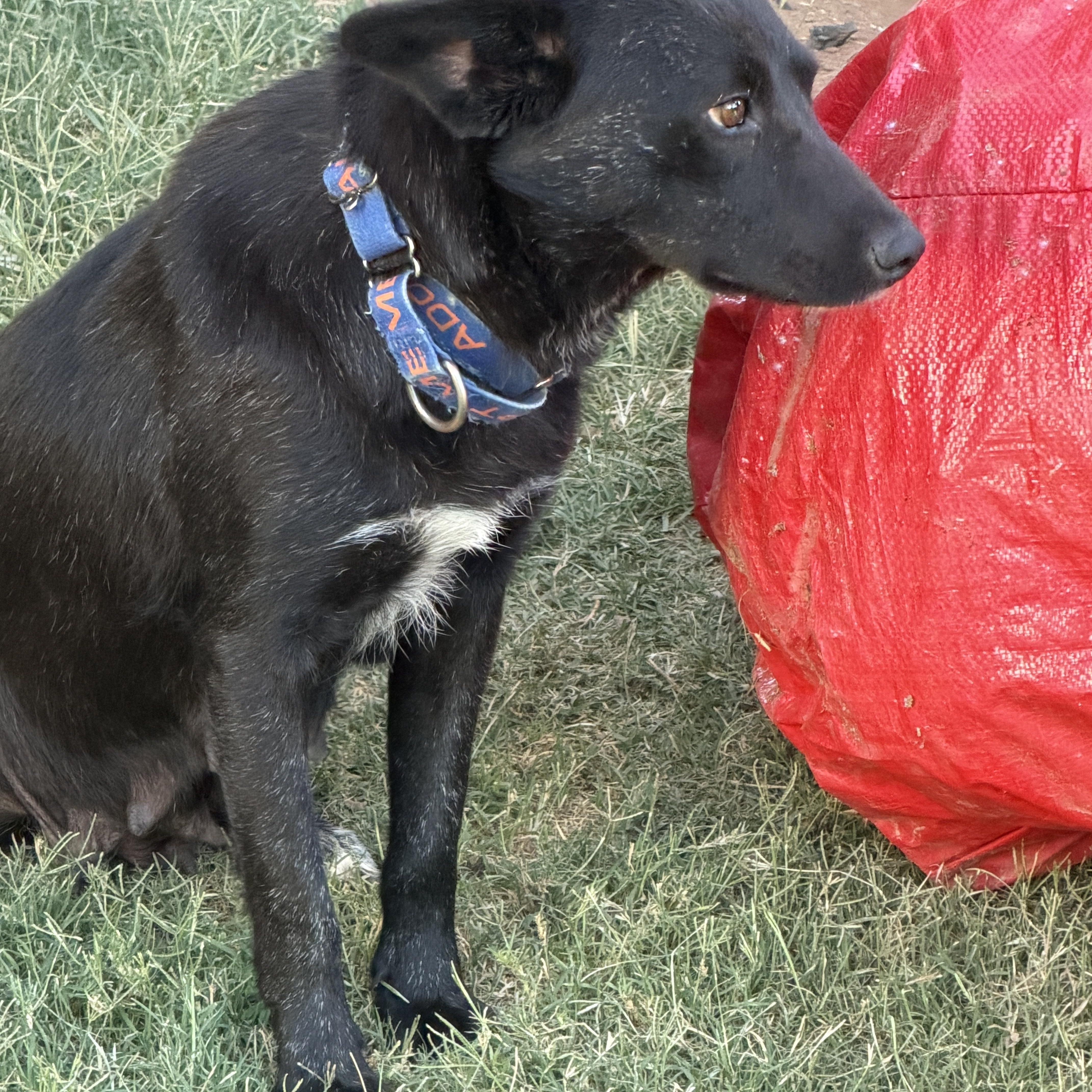 Enlarge Kyra, a ADOPTABLE mixed breed in Gilbert, AZ image 6/6