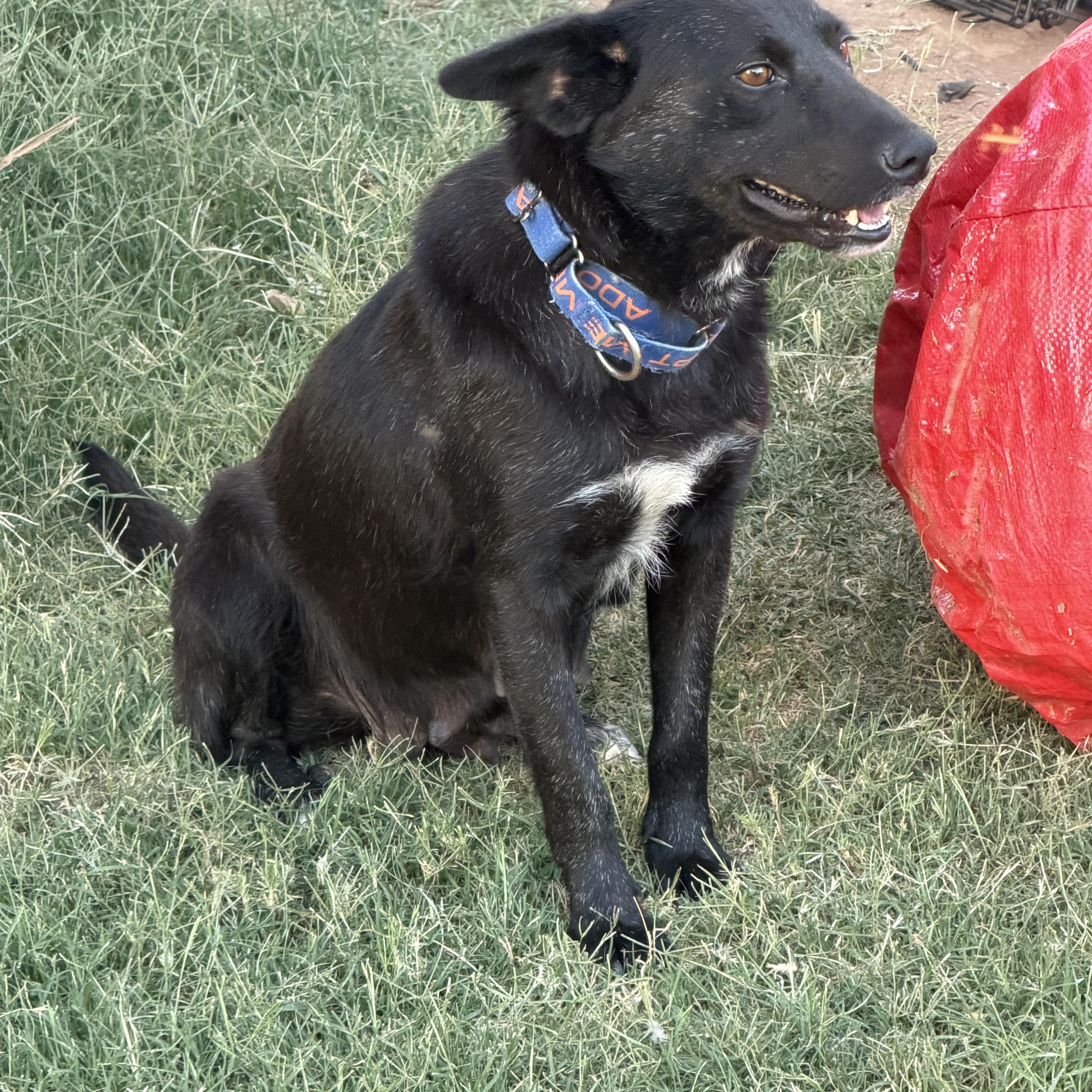 Enlarge Kyra, a ADOPTABLE mixed breed in Gilbert, AZ image 2/6