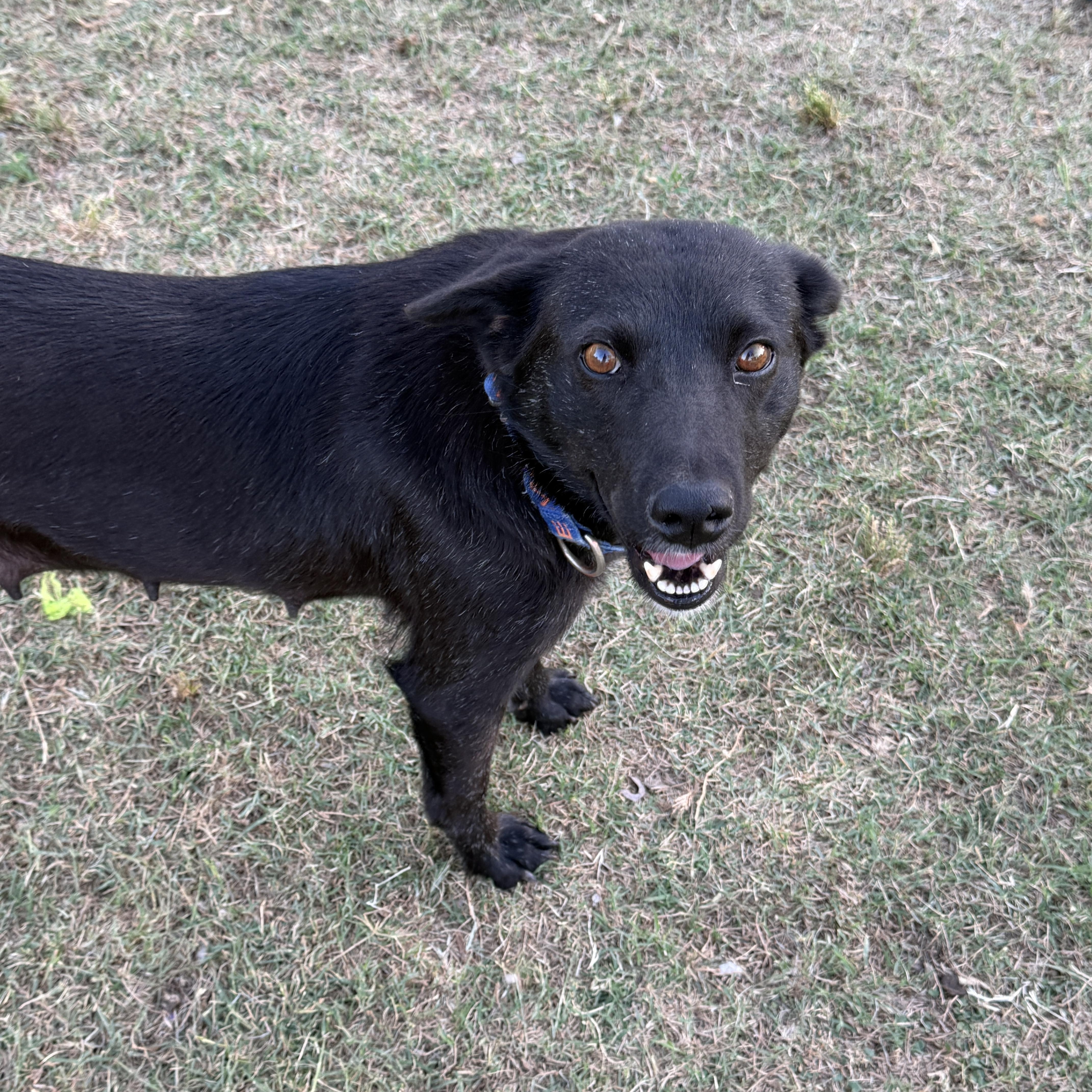 Enlarge Kyra, a ADOPTABLE mixed breed in Gilbert, AZ image 4/6