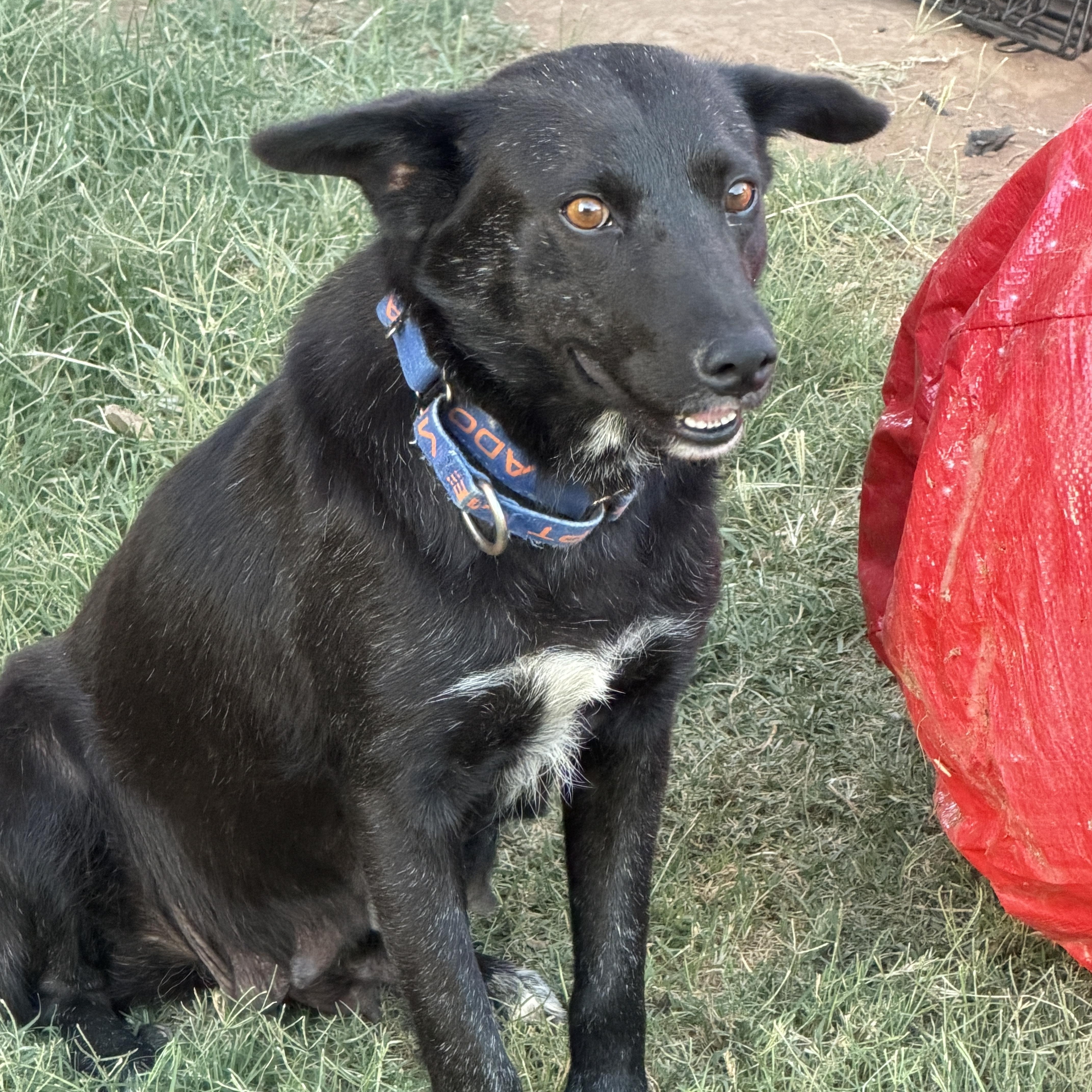 Enlarge Kyra, a ADOPTABLE mixed breed in Gilbert, AZ image 3/6