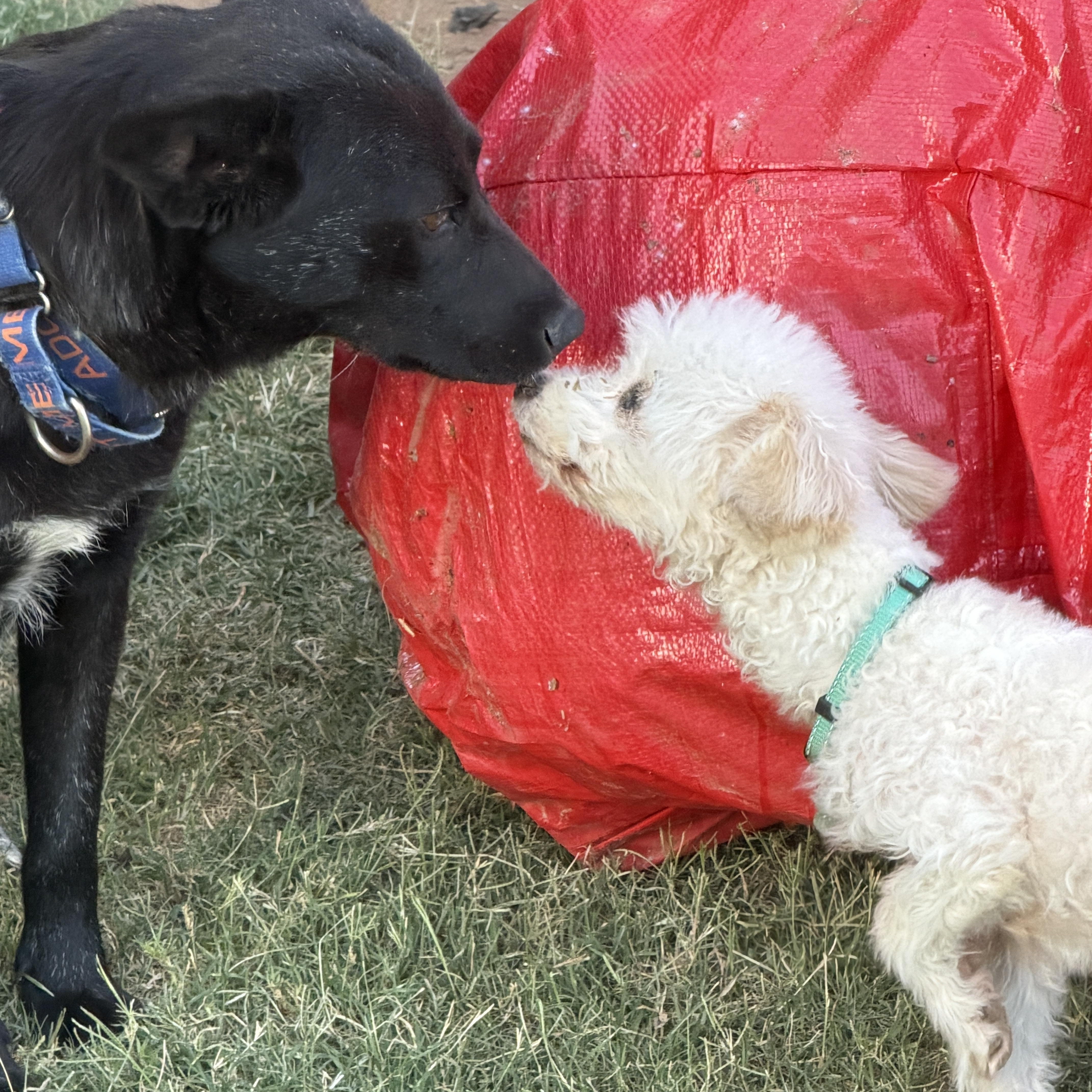 Enlarge Kyra, a ADOPTABLE mixed breed in Gilbert, AZ image 5/6