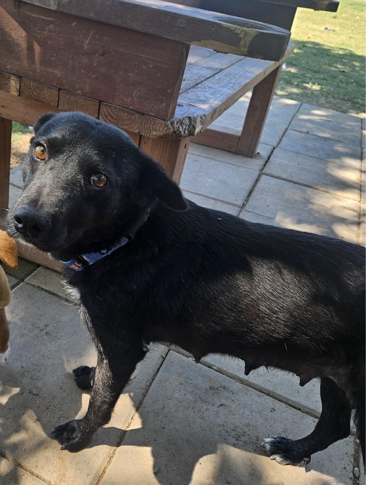 Kyra, ADOPTABLE, Adult Female Flat-Coated Retriever & Australian Kelpie.