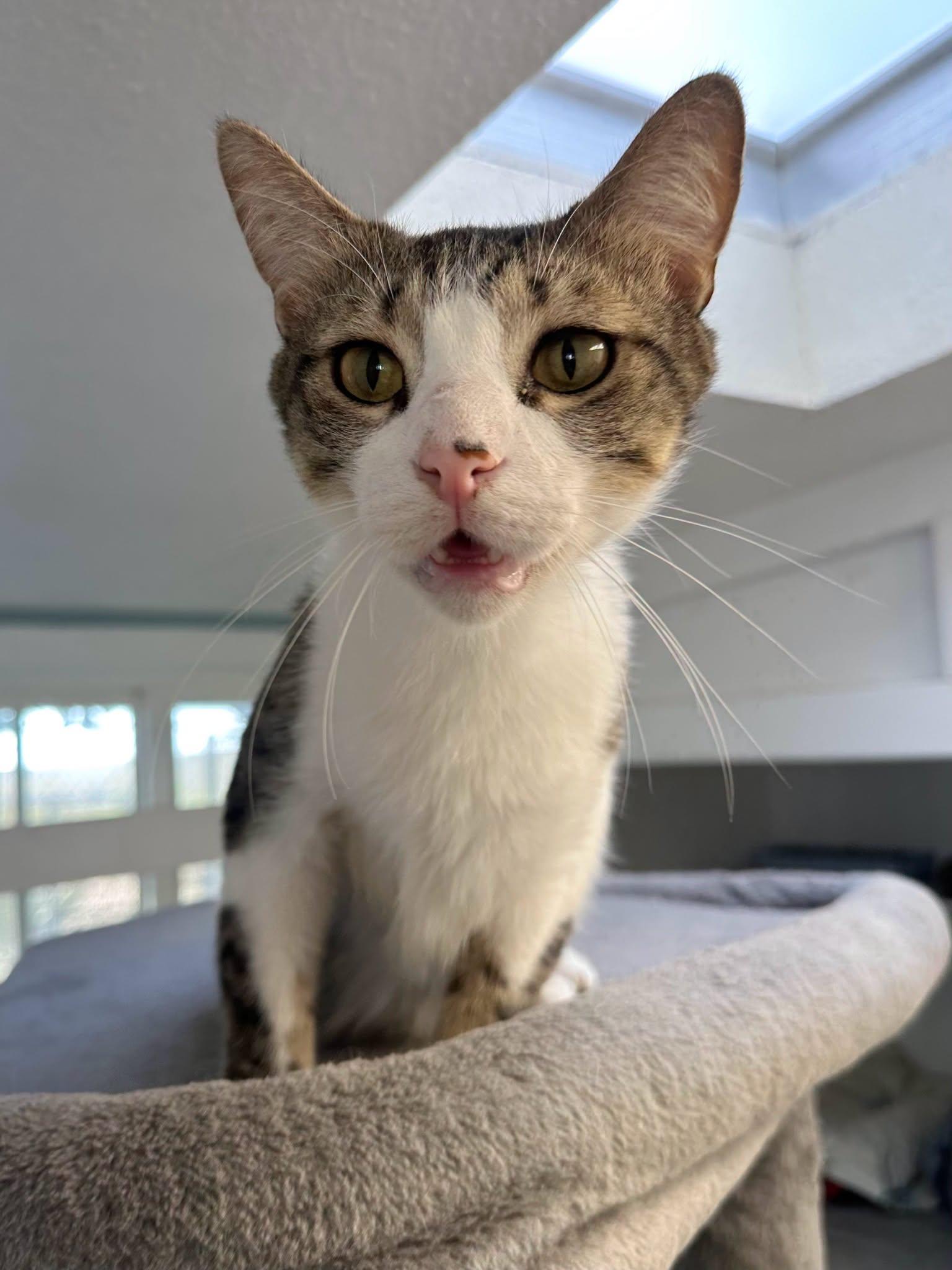 Enlarge Baxter, a Adoptable Domestic Short Hair in Tombstone, AZ image 1/1