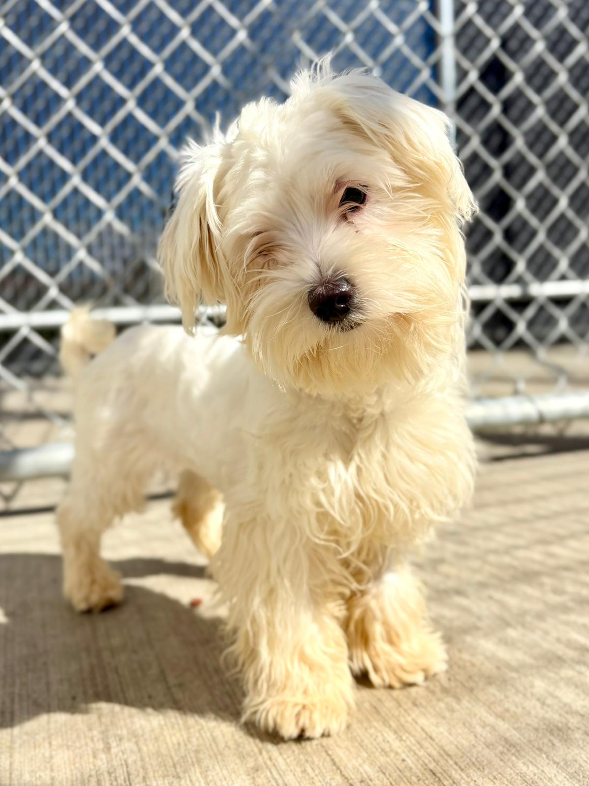 Francesca, ADOPTABLE, Young Female Maltese.