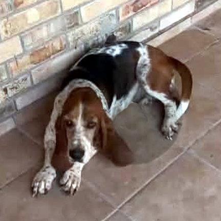 SARAH - ADOPTION PENDING!, Adoptable, Young Female Basset Hound.