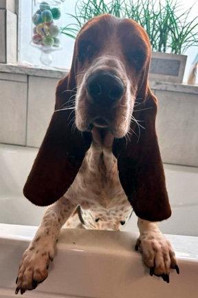 Enlarge SARAH - ADOPTION PENDING!, a Adoptable Basset Hound in Mays Landing, NJ image 2/3