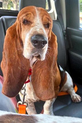 Enlarge SARAH - ADOPTION PENDING!, a Adoptable Basset Hound in Mays Landing, NJ image 3/3