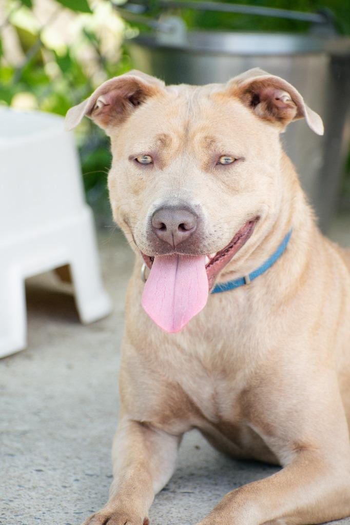 Enlarge Nova, a Adopted mixed breed in Peru, NY image 1/1