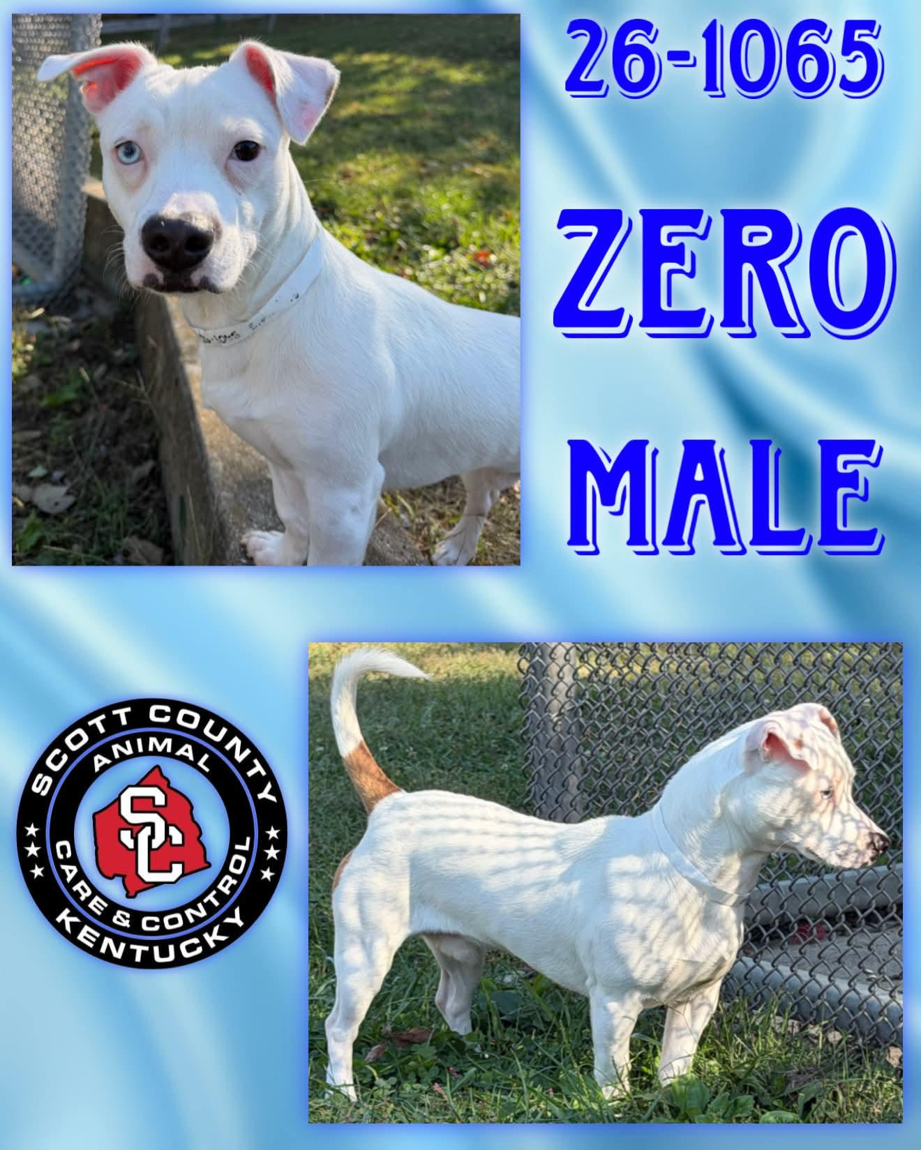 Zero, Adoptable, Adult Male Terrier.