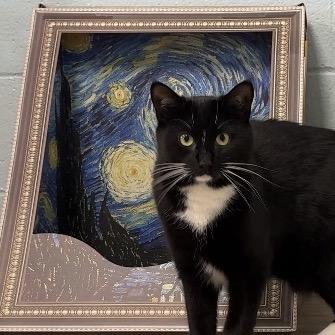 Renesmee, Adoptable, Young Female Domestic Short Hair.