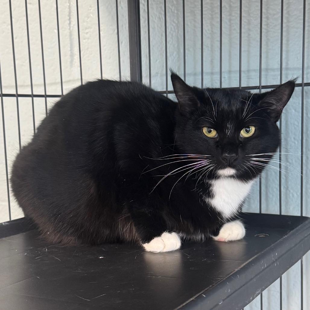 Enlarge Renesmee, a Adoptable Domestic Short Hair in Easton, PA image 1/6