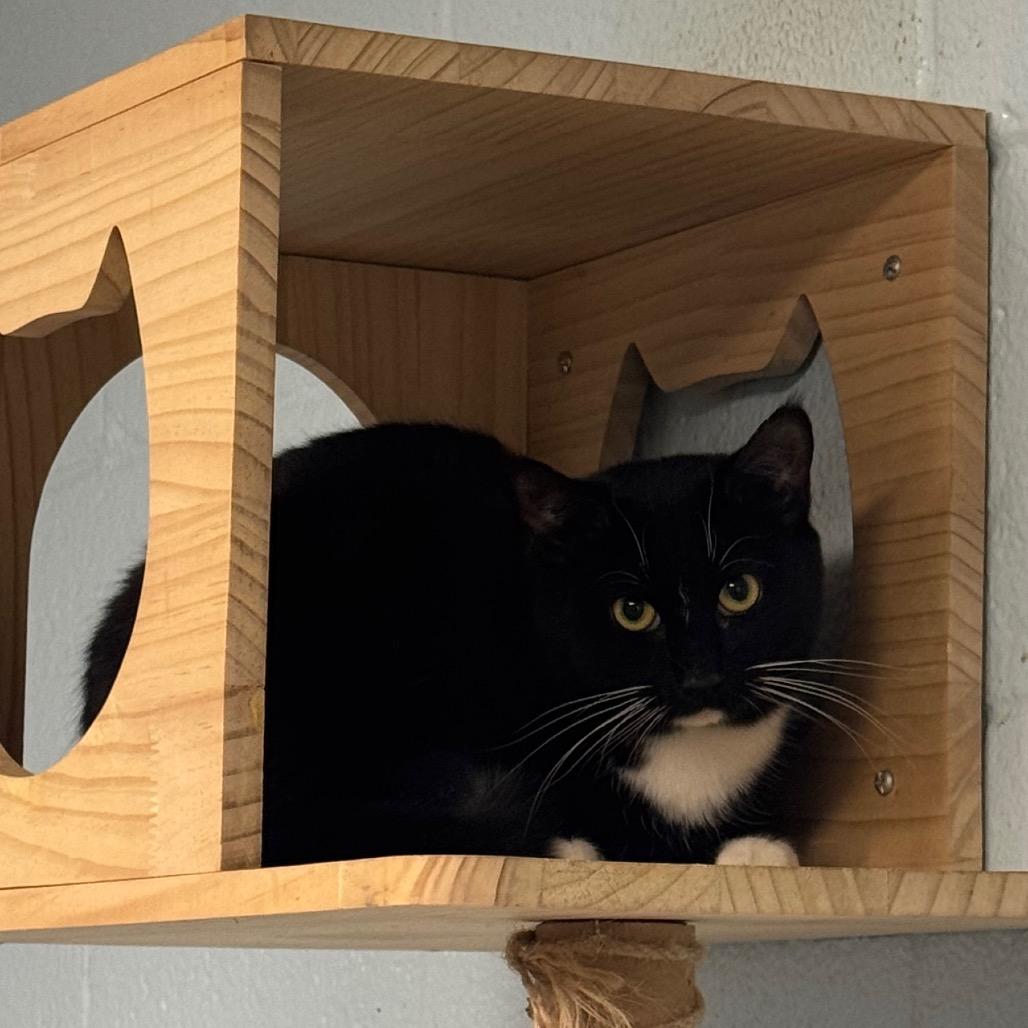 Enlarge Renesmee, a Adoptable Domestic Short Hair in Easton, PA image 2/6