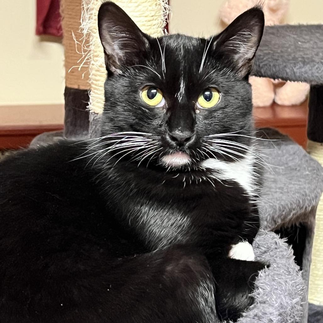 Enlarge Renesmee, a Adoptable Domestic Short Hair in Easton, PA image 3/6