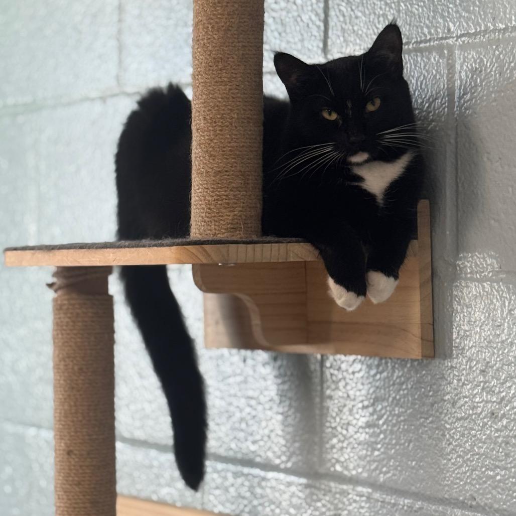 Enlarge Renesmee, a Adoptable Domestic Short Hair in Easton, PA image 4/6