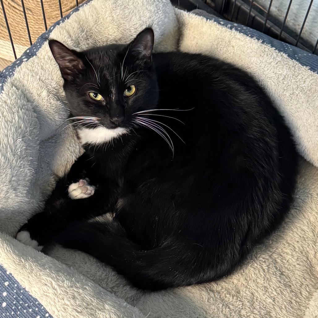 Enlarge Renesmee, a Adoptable Domestic Short Hair in Easton, PA image 5/6