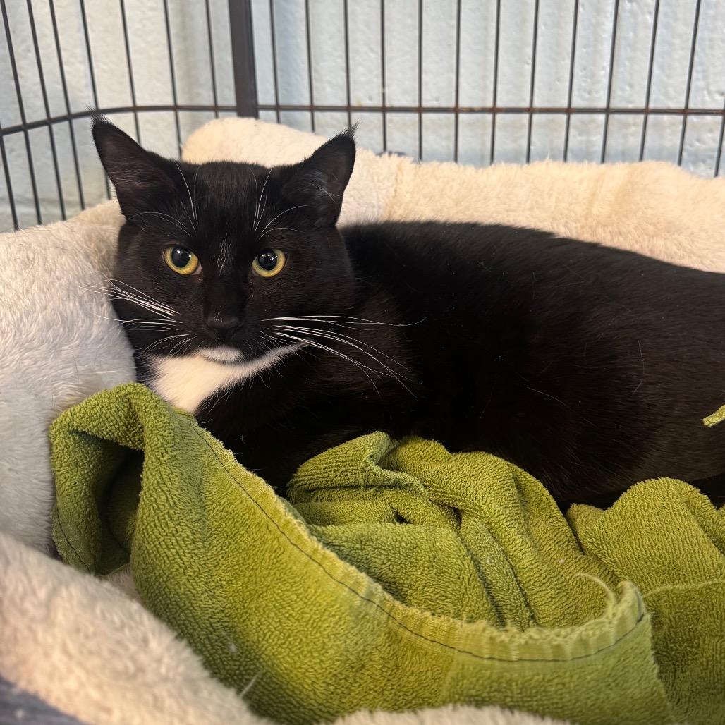 Enlarge Renesmee, a Adoptable Domestic Short Hair in Easton, PA image 6/6