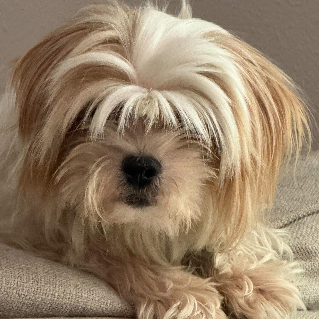 Enlarge Layla Marie D12670, a Adoptable mixed breed in Princeton, MN image 2/4