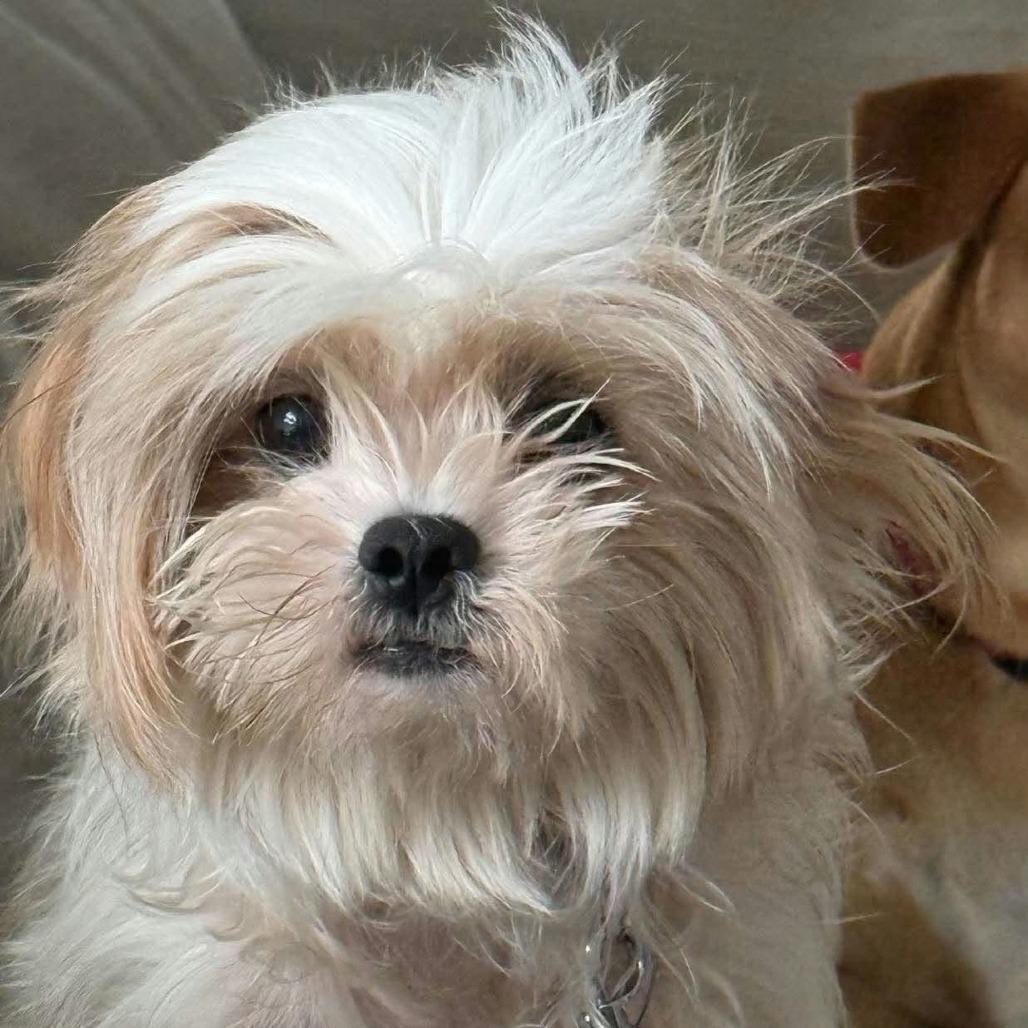 Enlarge Layla Marie D12670, a Adoptable mixed breed in Princeton, MN image 3/4