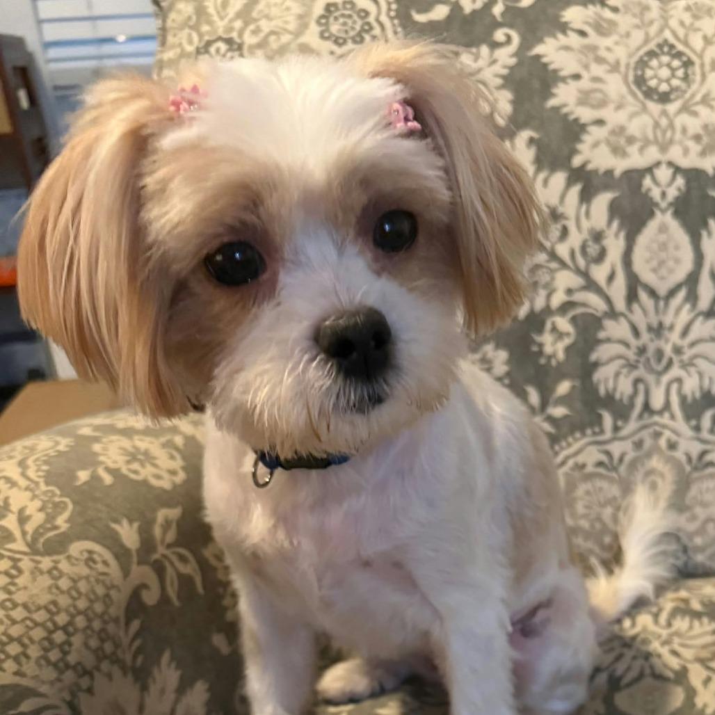 Enlarge Layla Marie D12670, a Adoptable mixed breed in Princeton, MN image 1/4