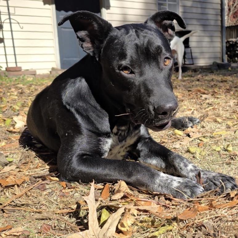 Enlarge Tuxedo, a Adoptable Mixed Breed in Brownsboro, AL image 1/6