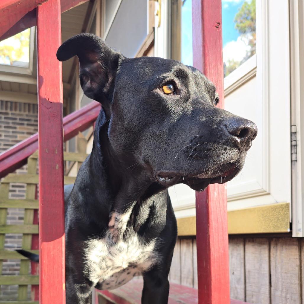 Enlarge Tuxedo, a Adoptable Mixed Breed in Brownsboro, AL image 2/6