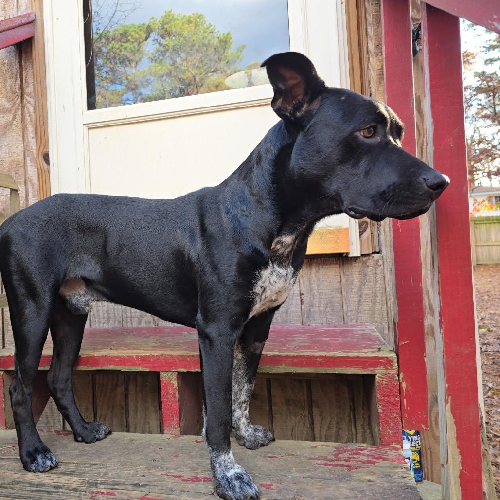 Enlarge Tuxedo, a Adoptable Mixed Breed in Brownsboro, AL image 3/6