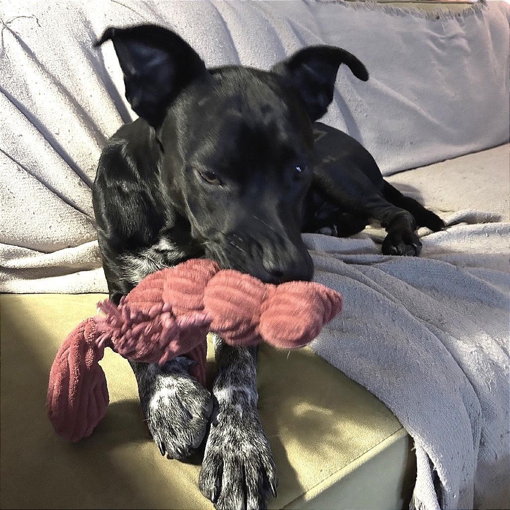 Enlarge Tuxedo, a Adoptable Mixed Breed in Brownsboro, AL image 4/6