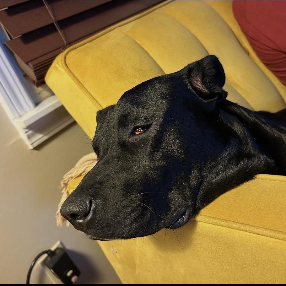 Enlarge Tuxedo, a Adoptable Mixed Breed in Brownsboro, AL image 5/6