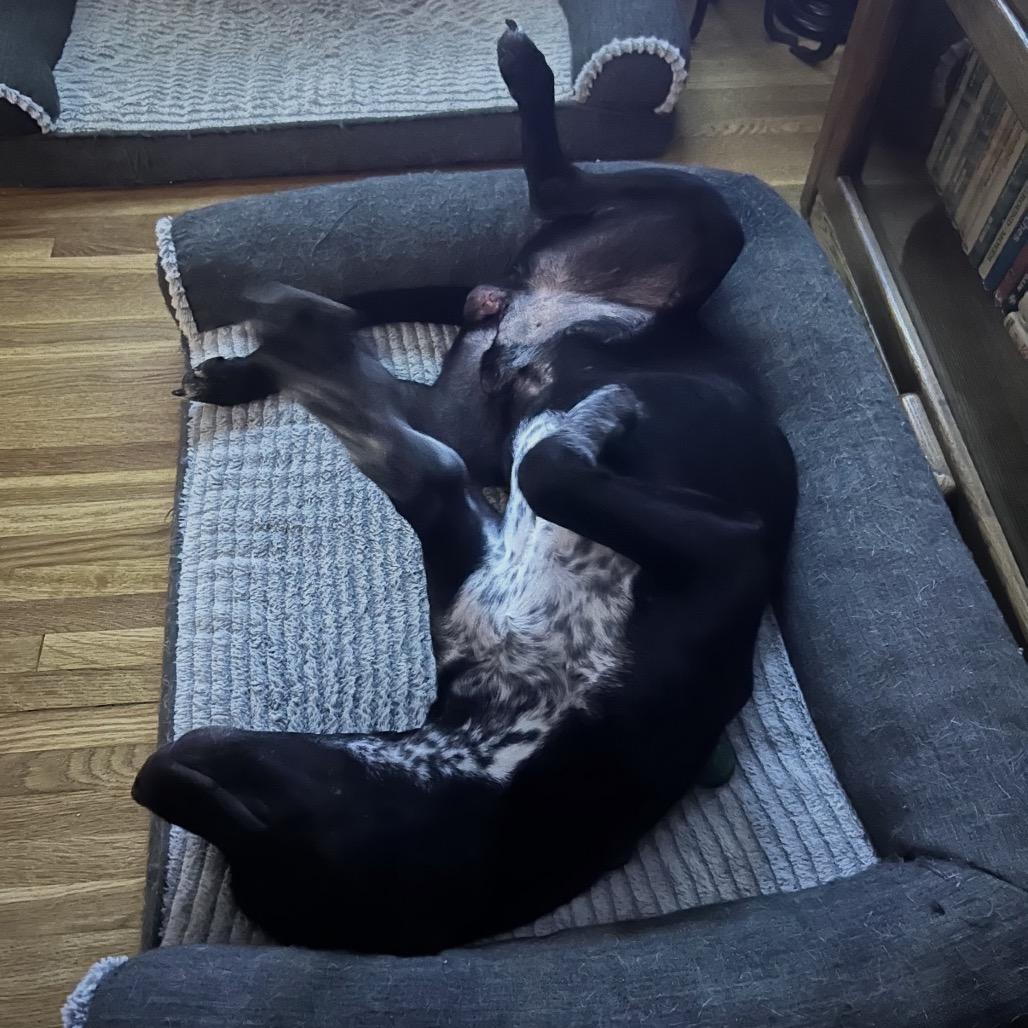 Enlarge Tuxedo, a Adoptable Mixed Breed in Brownsboro, AL image 6/6