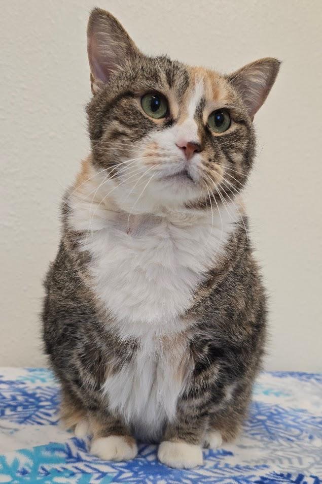 D.D, ADOPTABLE, Senior Female Domestic Short Hair.