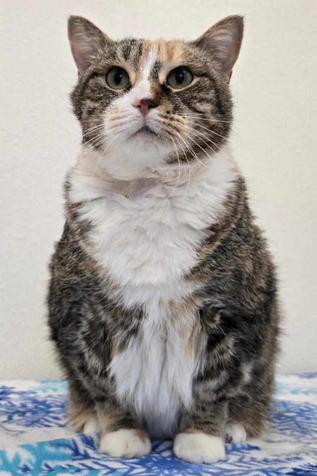 D.D, a ADOPTABLE Domestic Short Hair in Red Wing, MN image 3/5