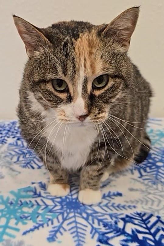 D.D, a ADOPTABLE Domestic Short Hair in Red Wing, MN image 5/5