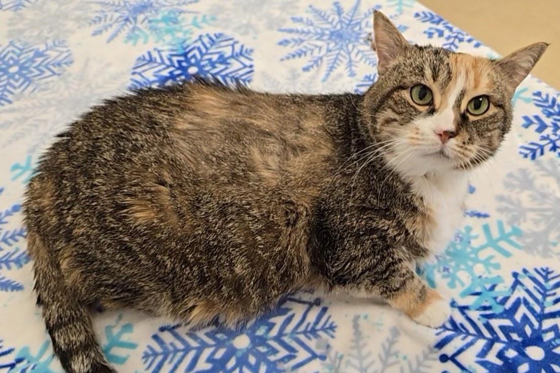 D.D, a ADOPTABLE Domestic Short Hair in Red Wing, MN image 2/5