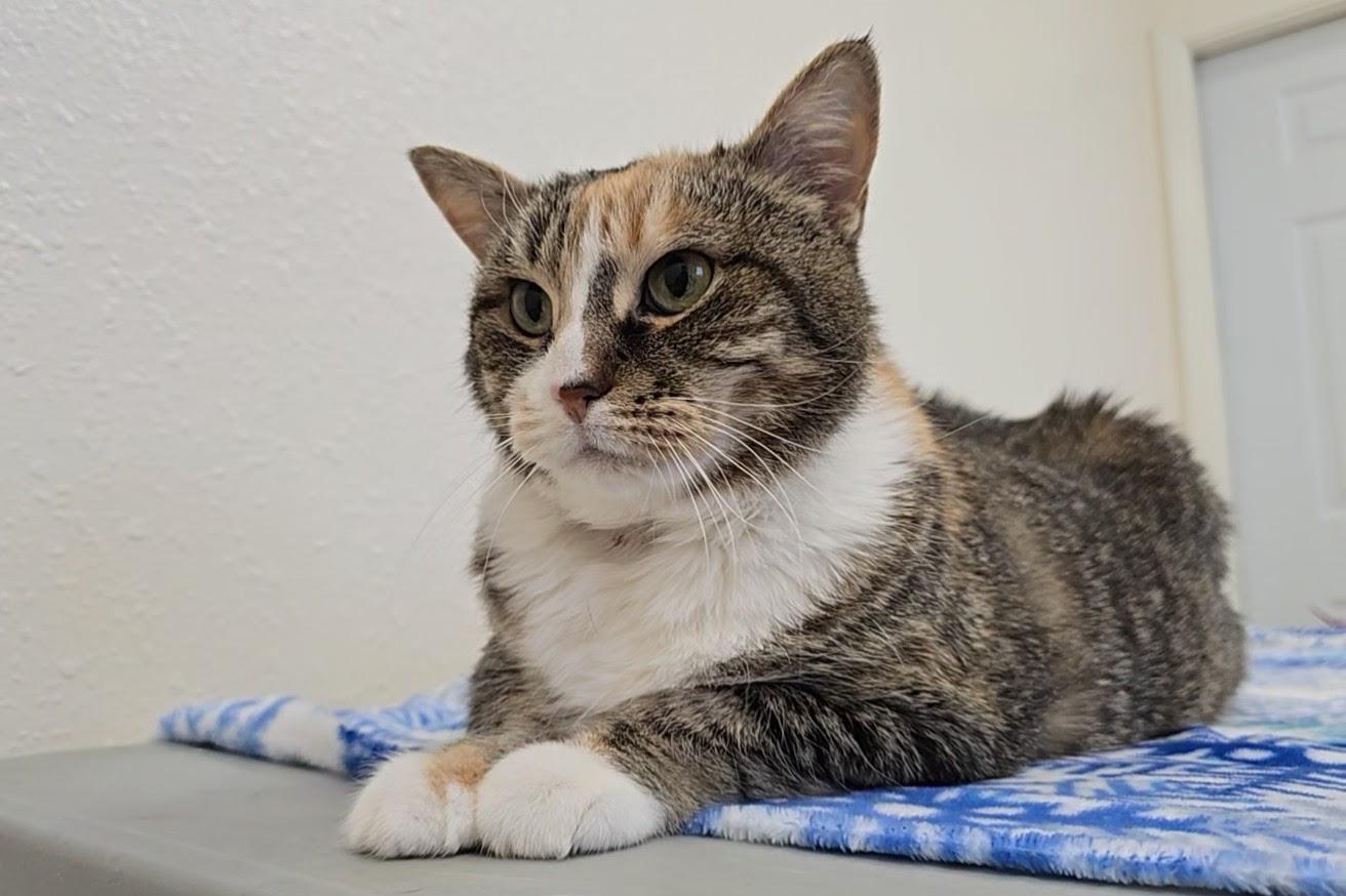 D.D, a ADOPTABLE Domestic Short Hair in Red Wing, MN image 4/5