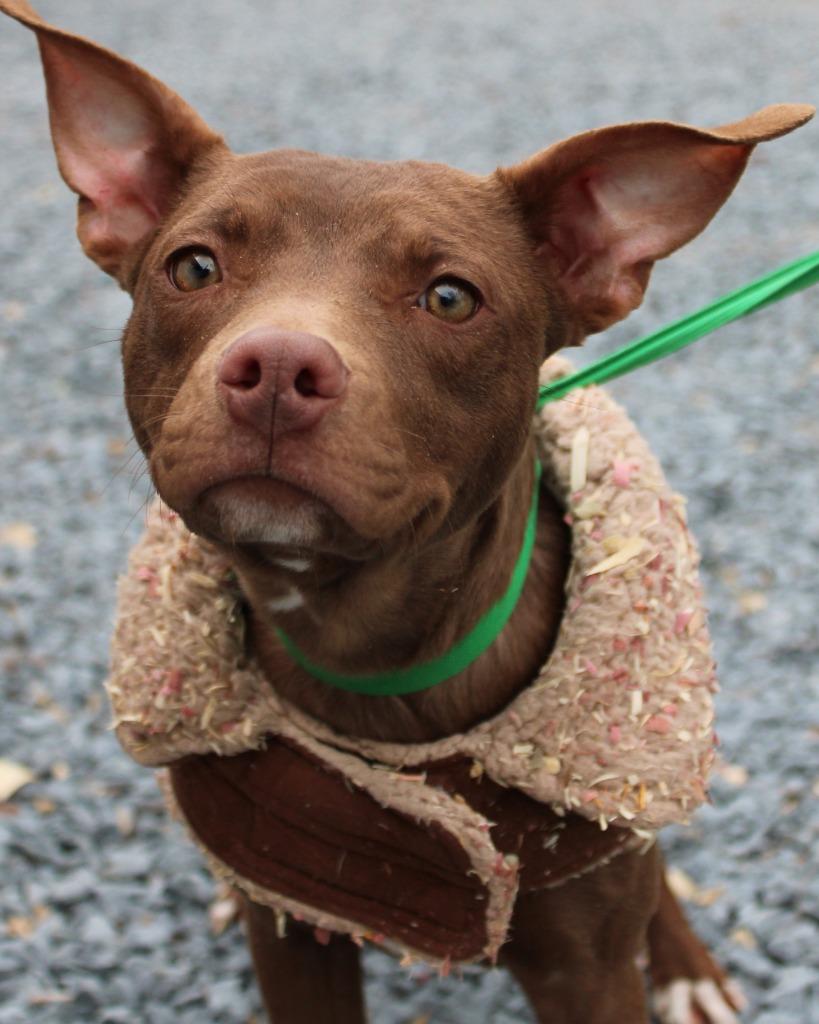 Love, Adoptable, Young Female Mixed Breed.