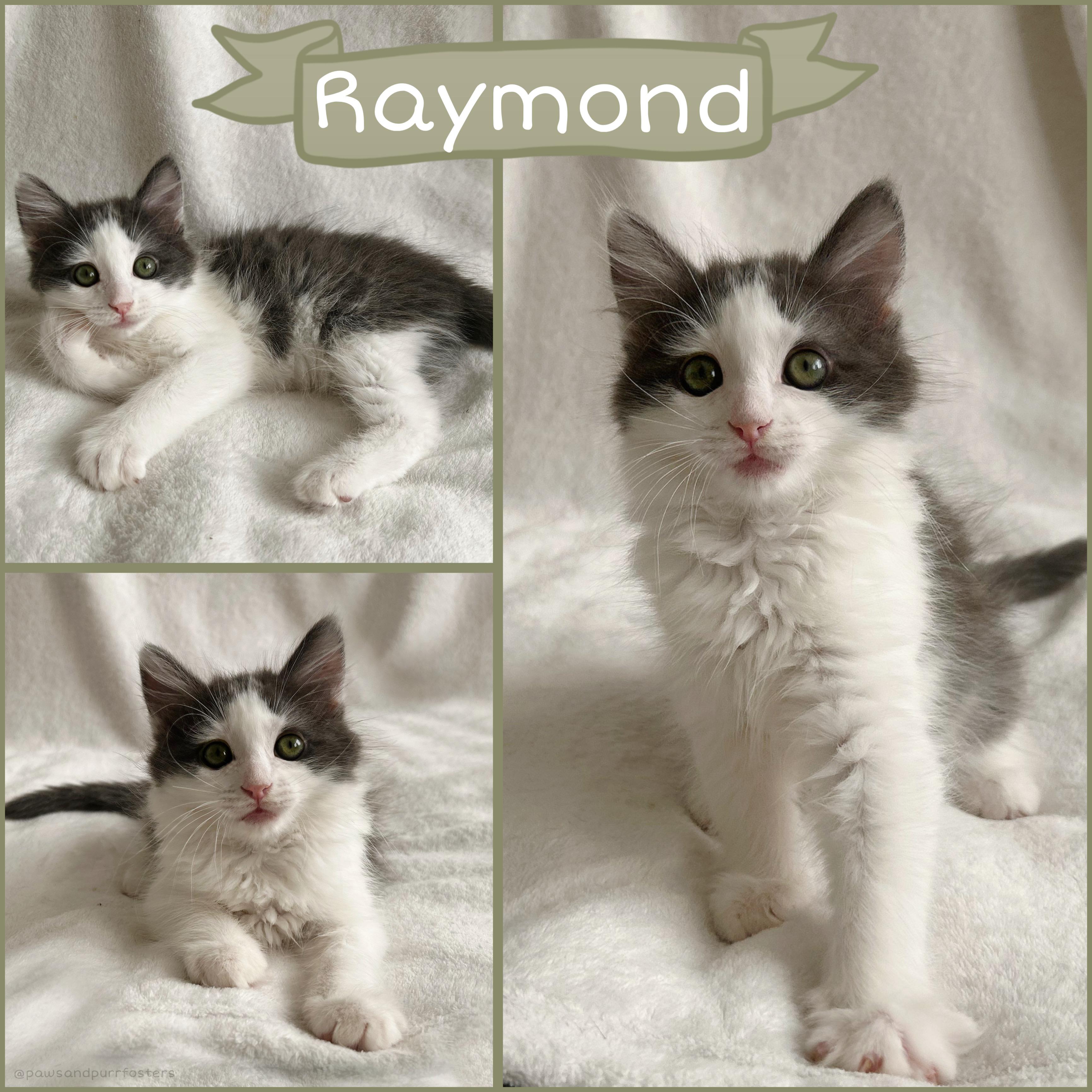 Enlarge Raymond , an adopted Domestic Long Hair in Oakley, CA image 1/3