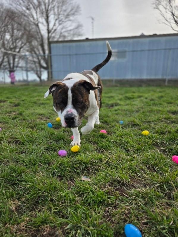 Enlarge Bernard, a ADOPTABLE mixed breed in Attica, IN image 2/2