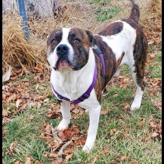 Enlarge Bernard, a ADOPTABLE mixed breed in Attica, IN image 1/2