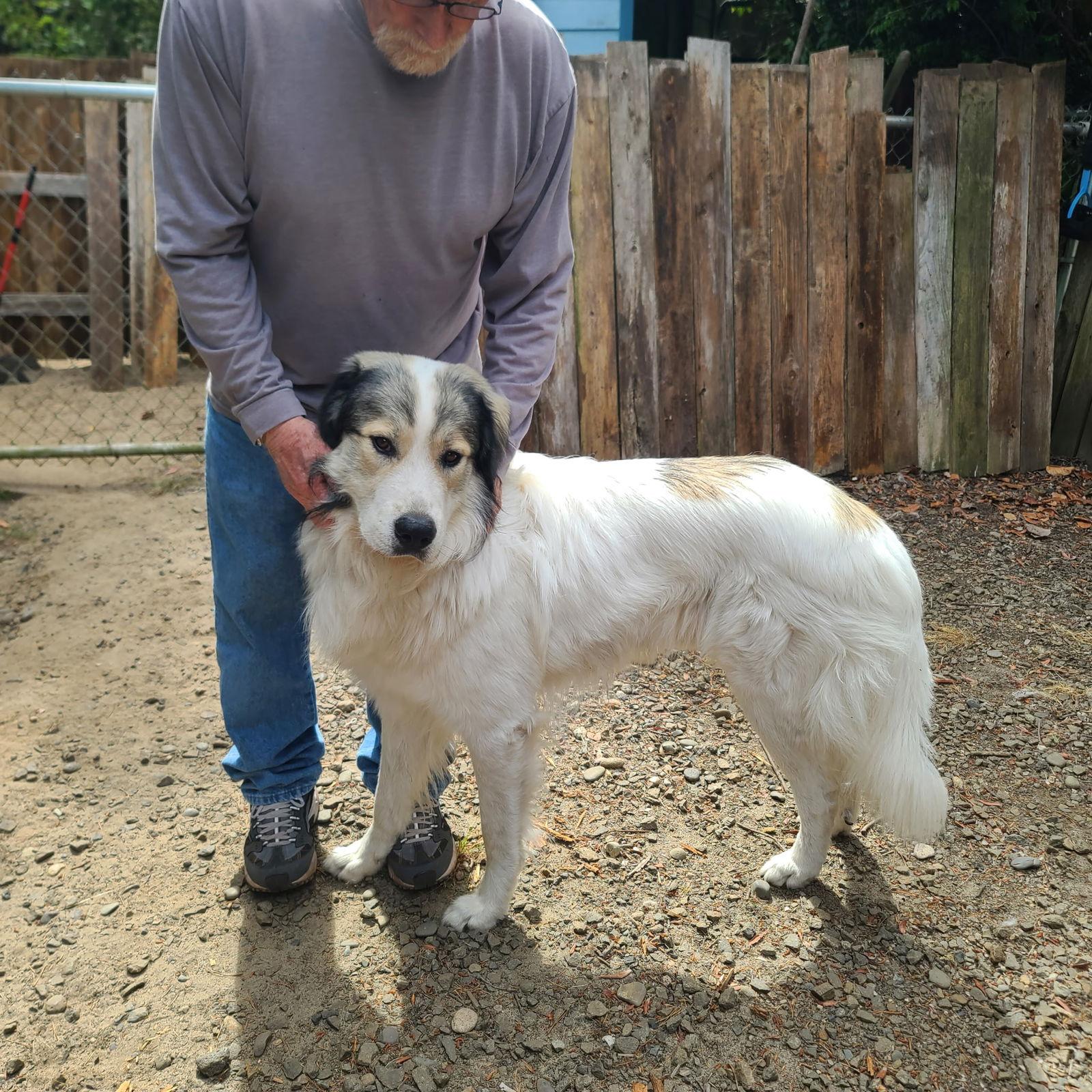 Hercules, Adopted, Adult Male Great Pyrenees & Anatolian Shepherd.