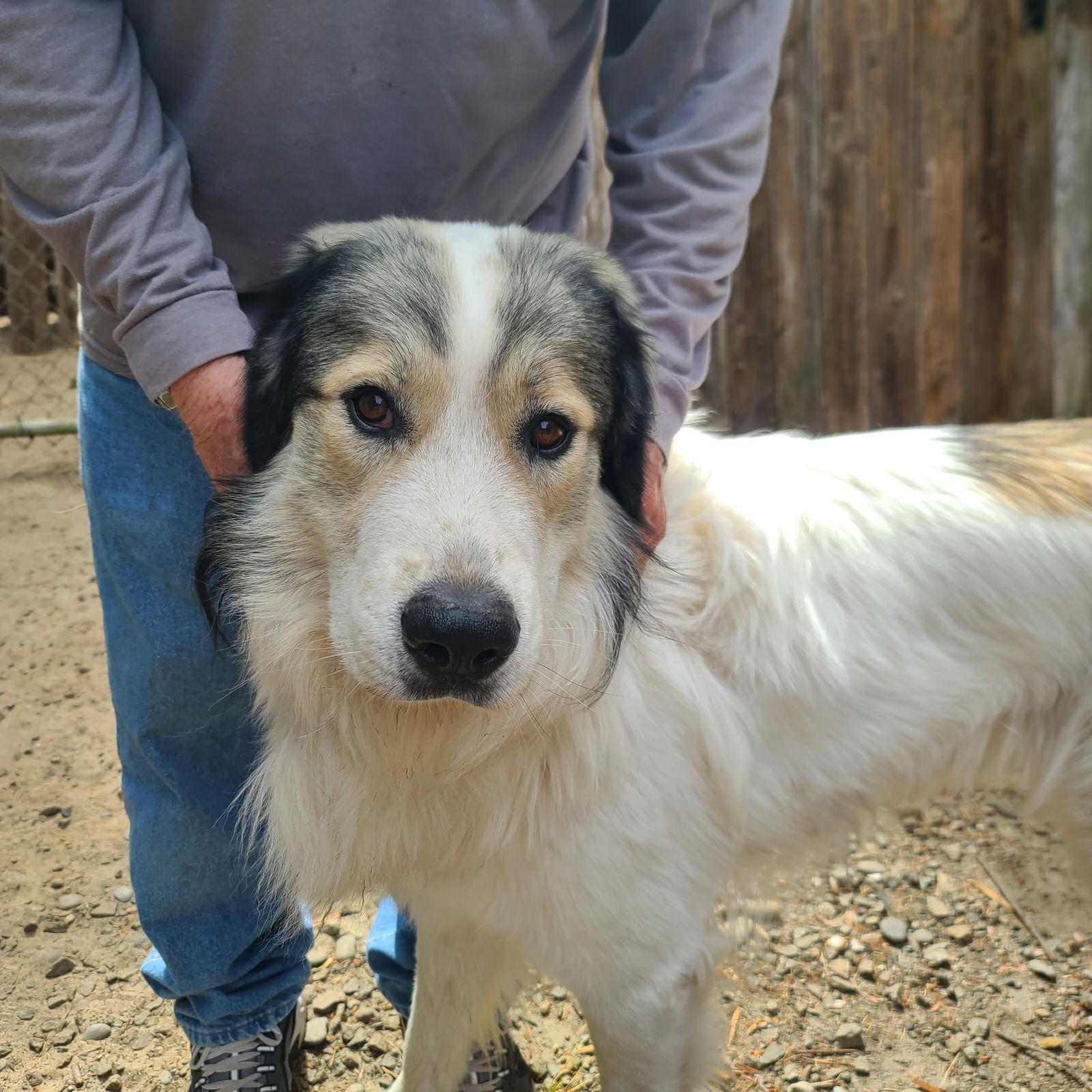 Hercules, a Adopted mixed breed in Bend, OR image 2/2