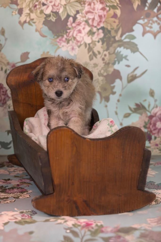 Bleu, adopted, Puppy Female Miniature Poodle & Husky.