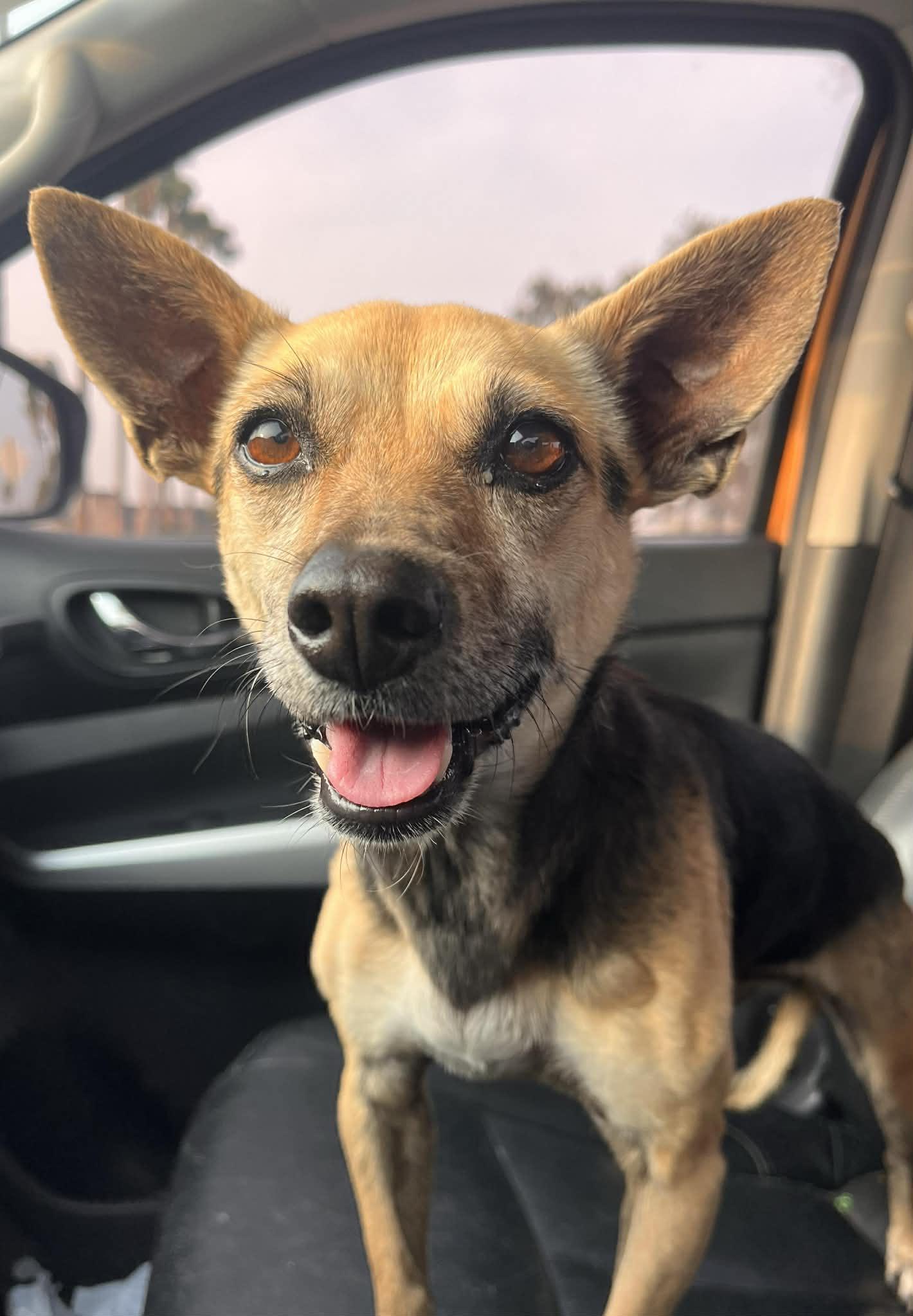 Sashimi, adopted, Adult Female Rat Terrier.