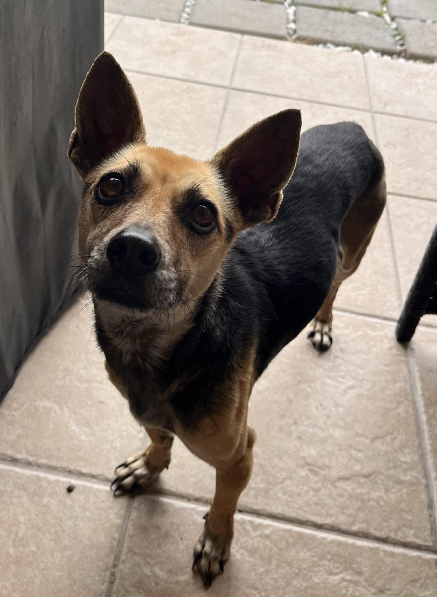 Enlarge Sashimi, an adopted mixed breed in Pittsburgh, PA image 2/2