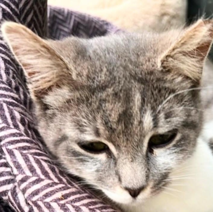 Purina, Young Female Tabby