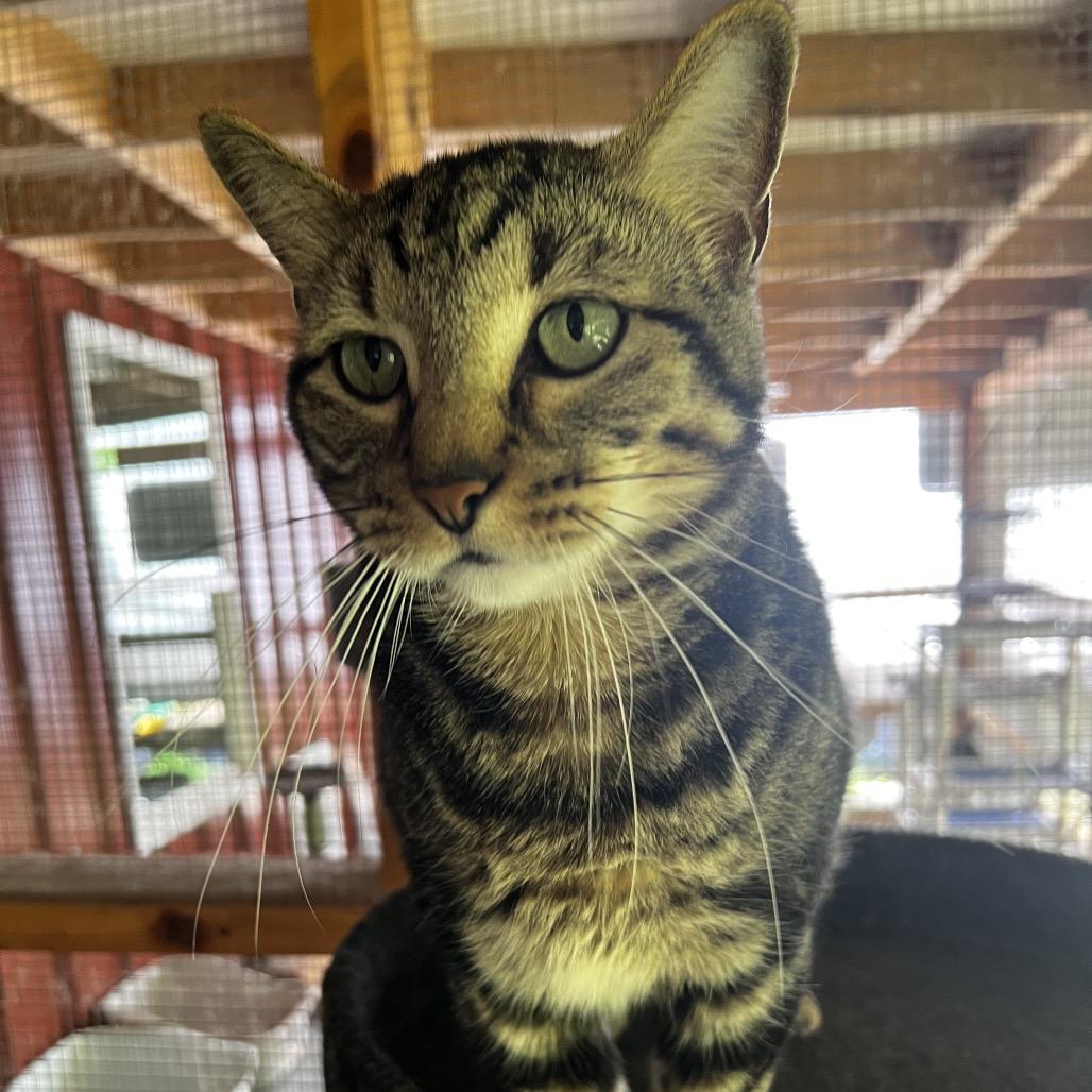 Kaden, Adoptable, Adult Male Domestic Short Hair.