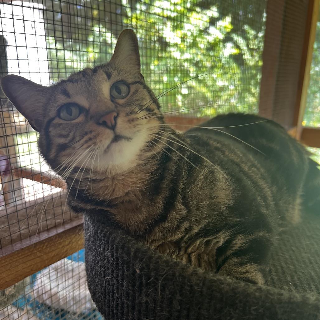 Enlarge Kaden, a Adoptable Domestic Short Hair in Brighton, MO image 3/6