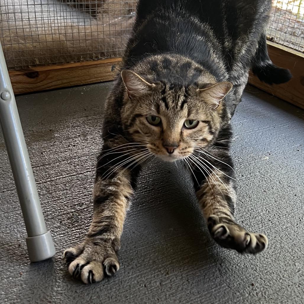 Enlarge Kaden, a Adoptable Domestic Short Hair in Brighton, MO image 4/6